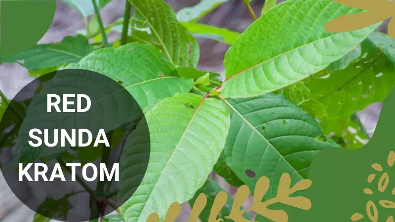 Give Red Sunda Kratom A Try