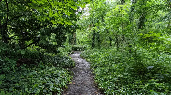 Barnsbury Wood