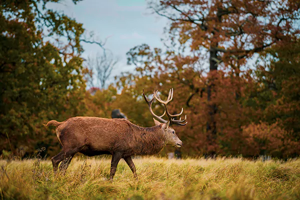  Richmond Park image