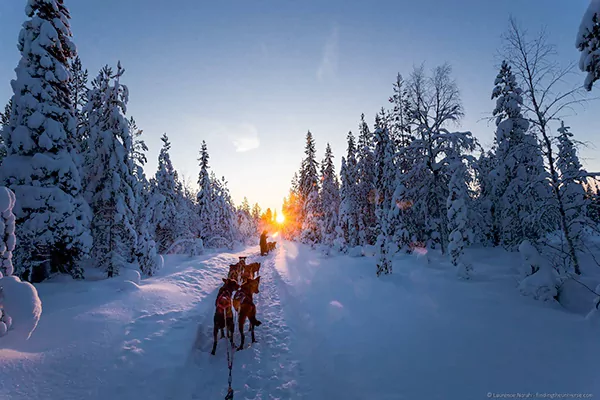 Dog Sledding in Lapland, Finland