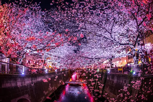 Cherry Blossom festivals image