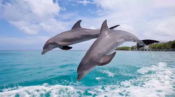 Baga Beach dolphin viewing