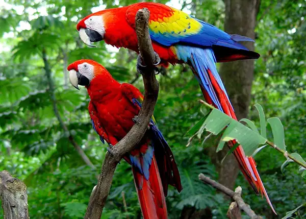 Scarlet Macaws 