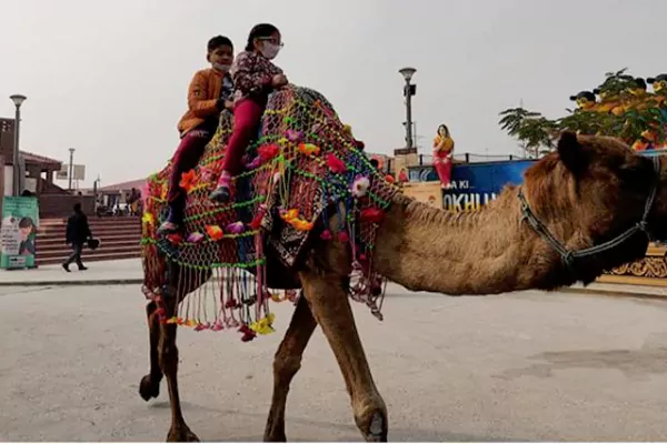 Camel riding