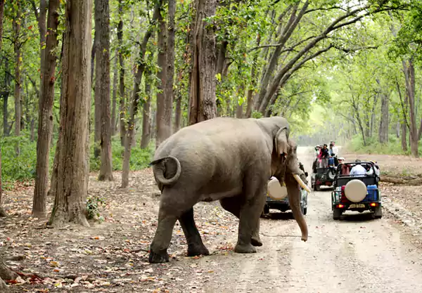 Corbett National Park