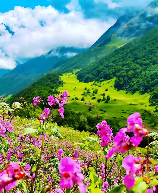 Valley of flowers