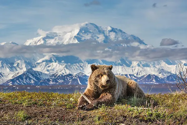  Wildlife Spotting in Alaska