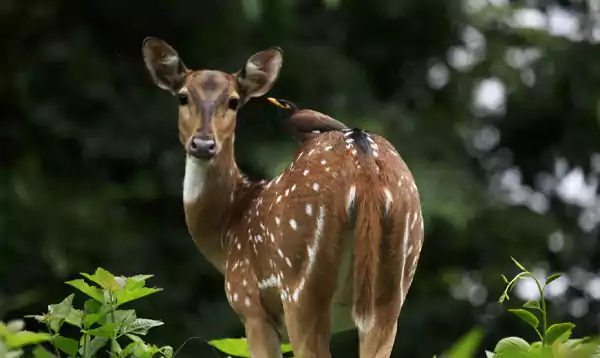 Ponmudi Hills Attractions