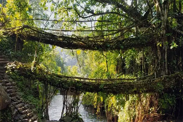 Root Bridges