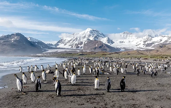  South Georgia Island 