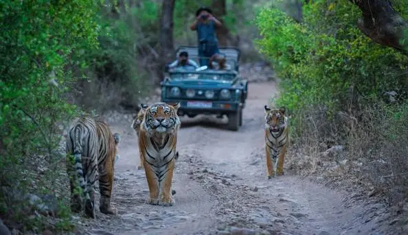 ranthambore safari