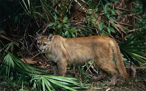 Florida Panthers