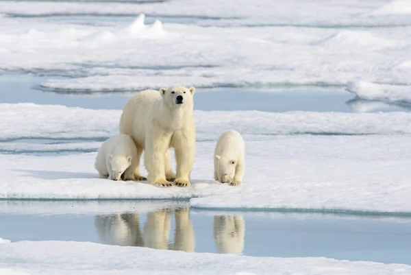 The Arctic Polar Bears