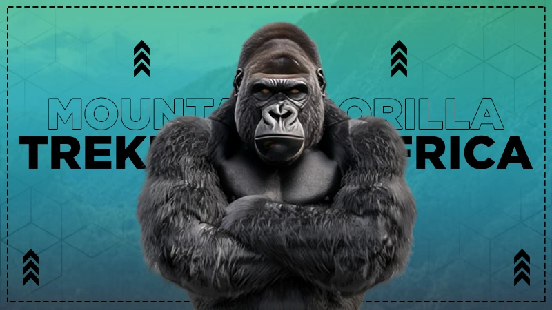 gorilla