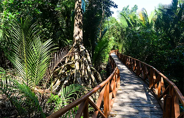 Dhaninallah Mangrove Nature Walkway/Walk