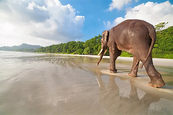 Elephant Beach