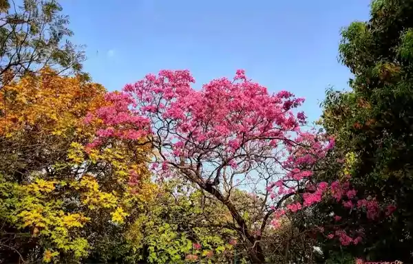 Nehru Park Delhi Entry Fee