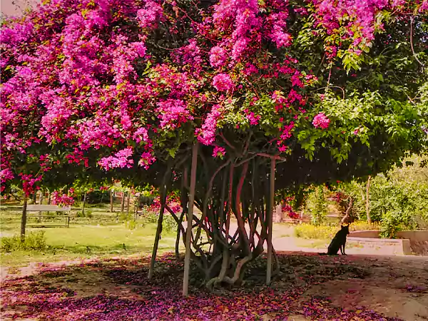 Buddha smriti park