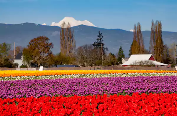 Skagit Valley